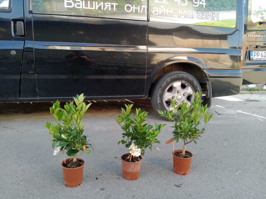 Каламондин и Лимон