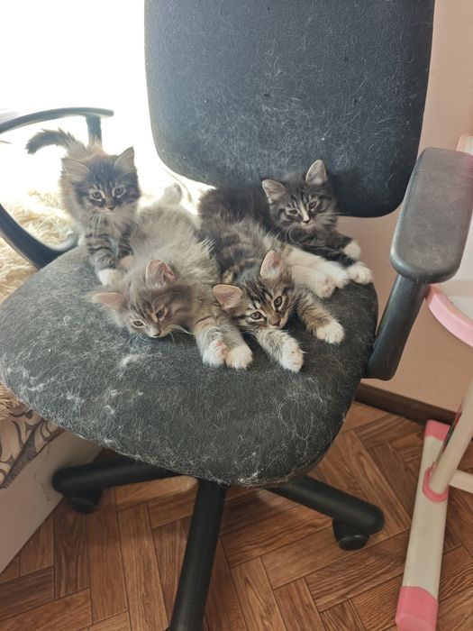 Котята. Продаются все.
