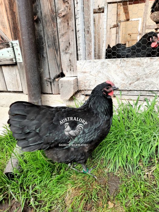 Rezervare pui Australorp și Marans