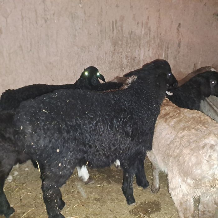 Семиз козылар 2 ерке 7 ургашы