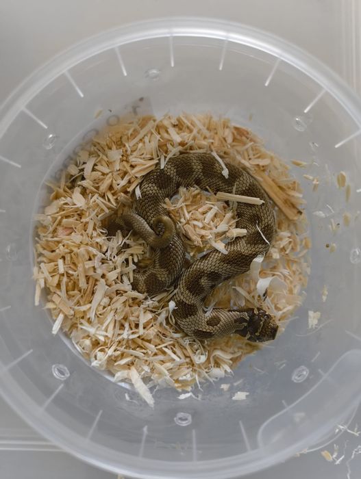 Свиненоса Змия / Heterodon nasicus