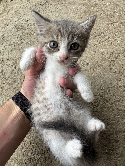 Pisicuțe pentru adopție urgent