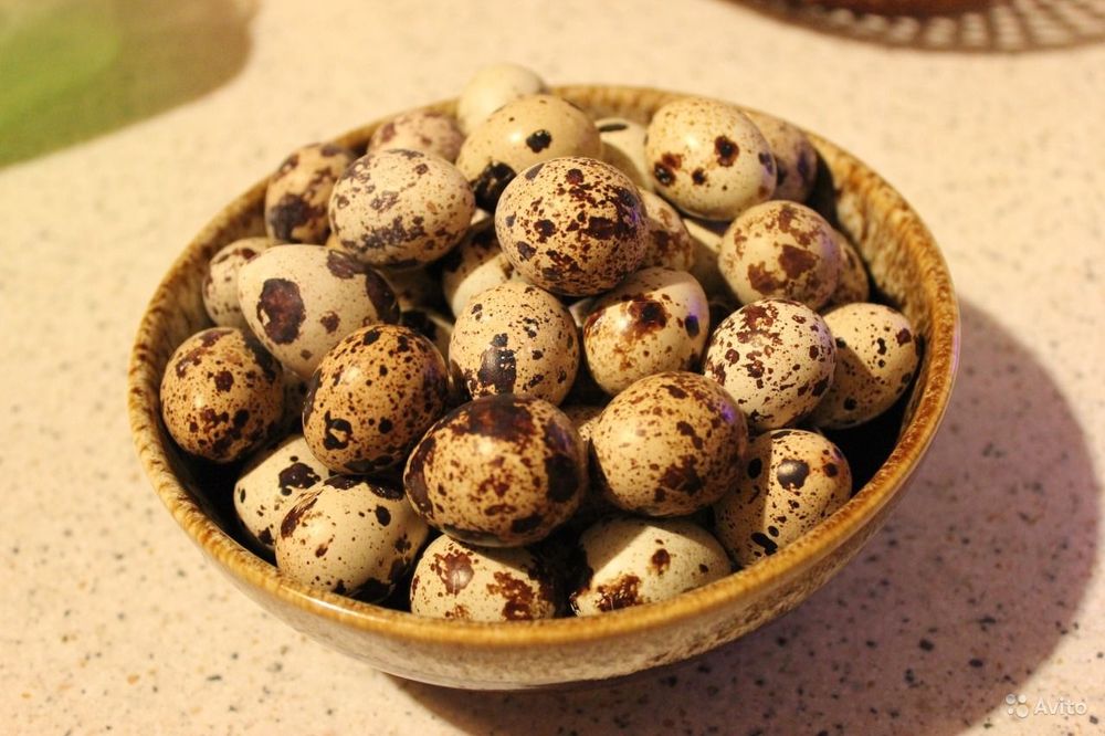 Бедана тухуми Техасский гигантт