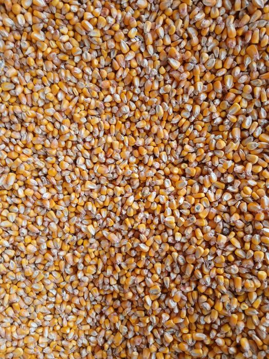 Grau , porumb si orz