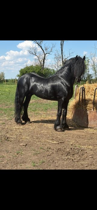 De vanzare manz friz