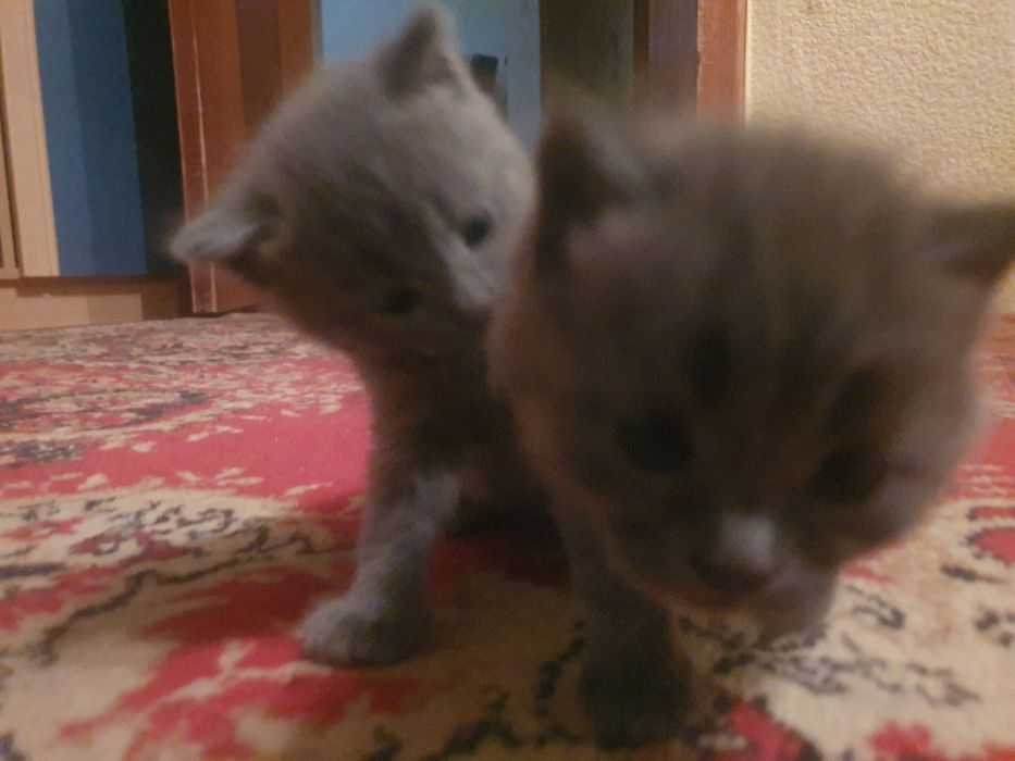 Котята британской короткошёрстной кошки
