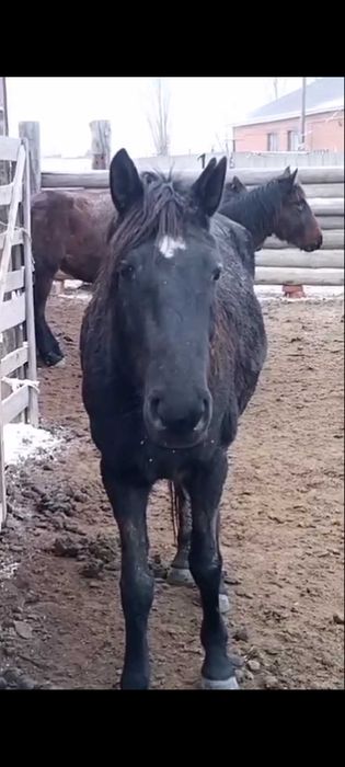 Бие. Құлынды бие. Кобыла