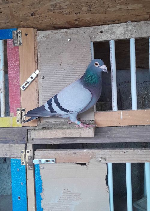 De Vânzare Porumbei Voiajori