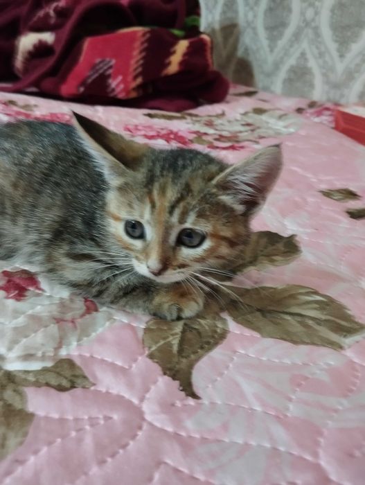СРОЧНО! Ищем дом спасённым котятам!