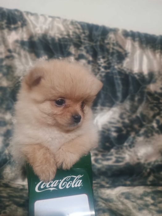 Свободно момче померанче