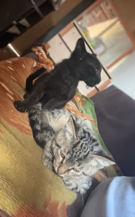 отдам двух котят