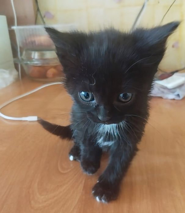 Котята ищут дом и семью