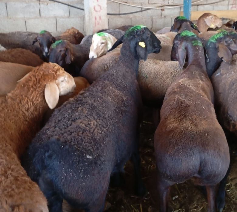 Кой Бараны токтушки продаётся Г.АЛМАТЫ