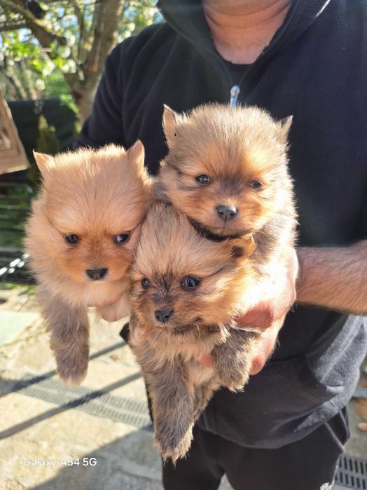 Продавам померан