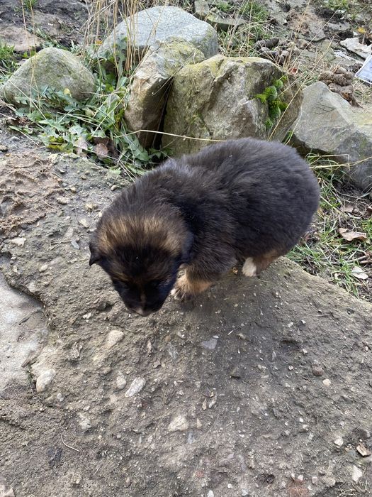 Подарявам кученца