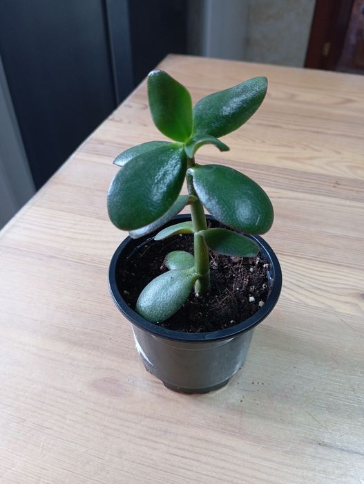 Денежное дерево,толстянка