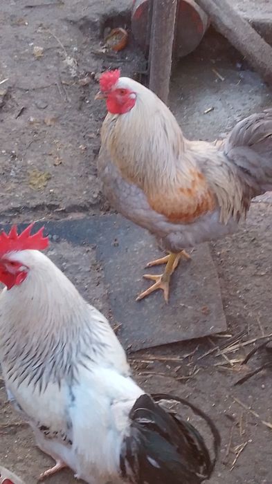 Cocoși comuni de vânzare