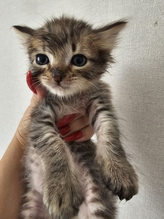 Красивый котёнок мальчик.