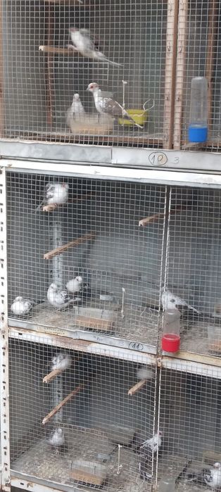 Диамантени гугутки