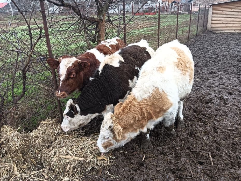 2 vitele si un tauras balțeni