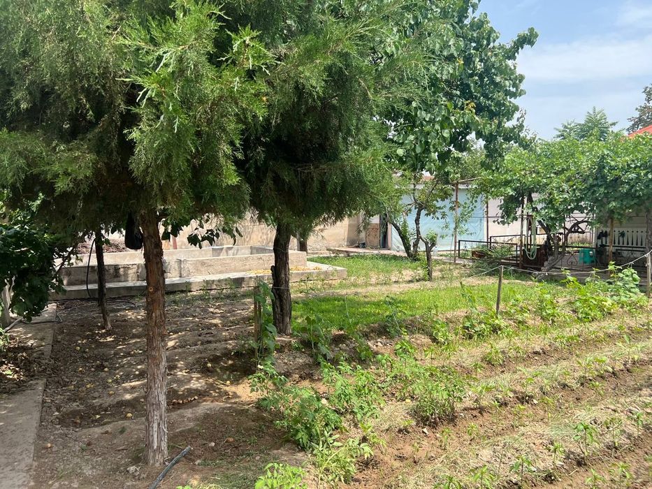 Uy Tuzel dacha Yangi O'zbekistonga yetmasdan