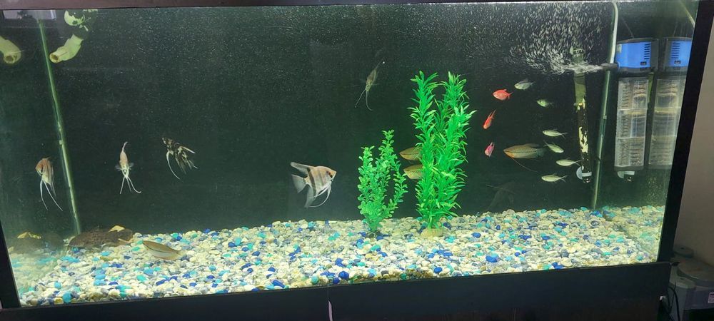 Аквариум с рыбками
