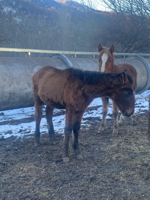 Жеребята разные