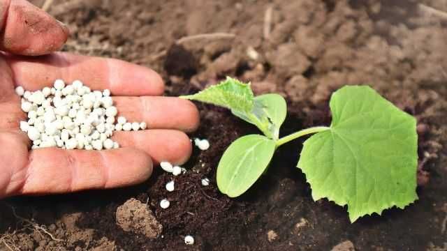 Минеральные удобрения (Mineral oʻgʻitlar) Сульфат калия, НПК 18:18:18