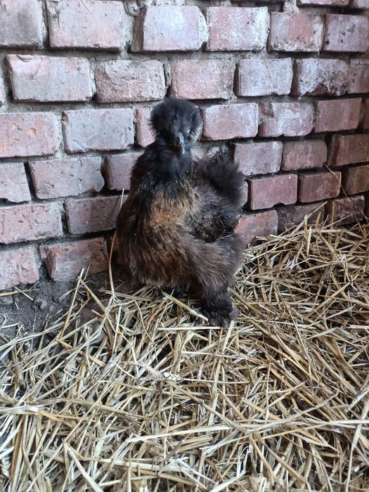 Vând două perechi mătase japoneză