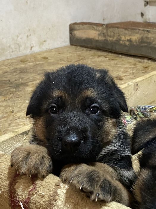 Продам щенков немецкой овчарки