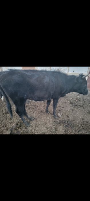 Продам хороших тёлок
