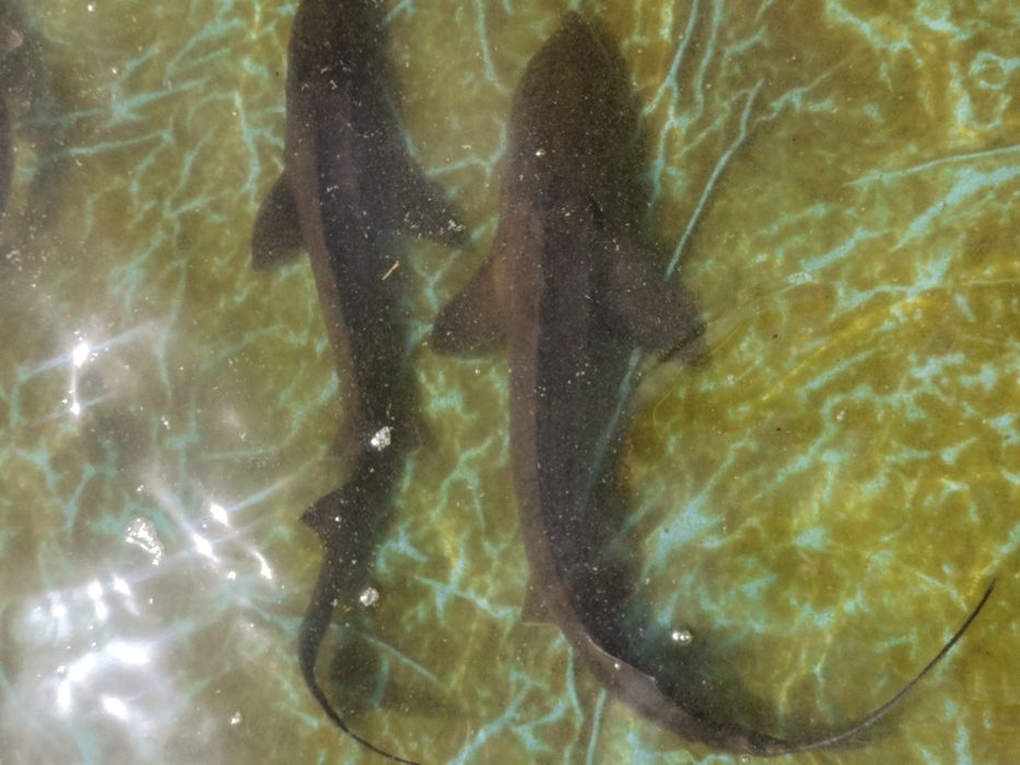 Sturion nisetru siberian