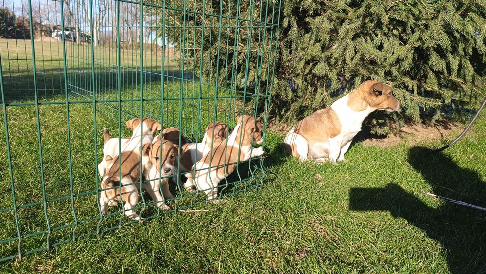 Джак ръсел териер