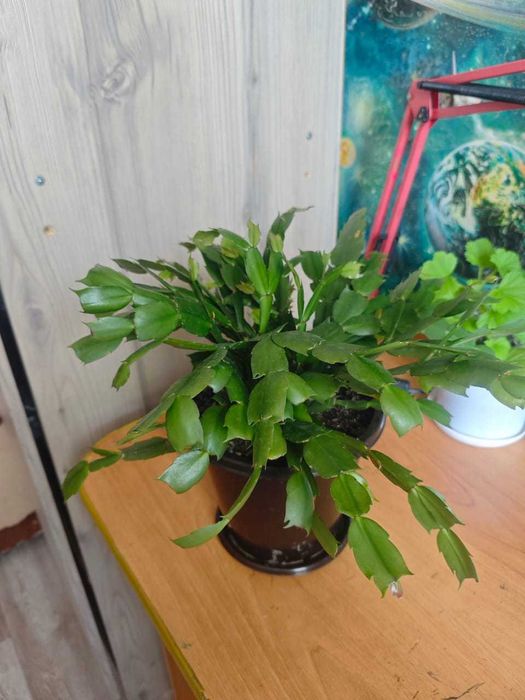 Продам Декабрист (или шлюмбергера)