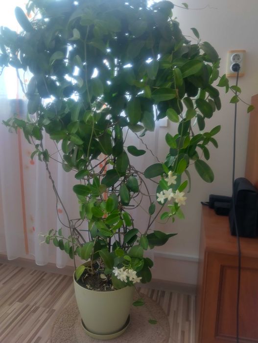 Продавам цветя в саксия