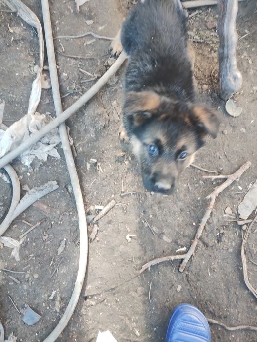 Немска овчарка. Женски