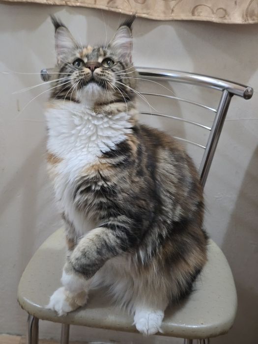 Девочка мейн-кун