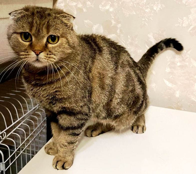 Шотландская кошечка вислоухая