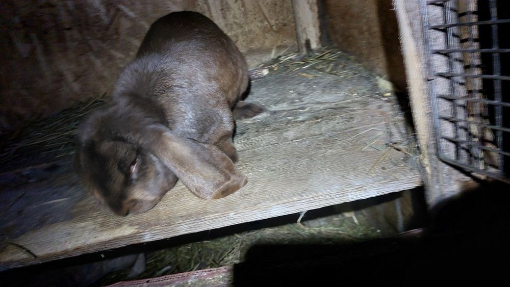 Vand iepuroi berbec german