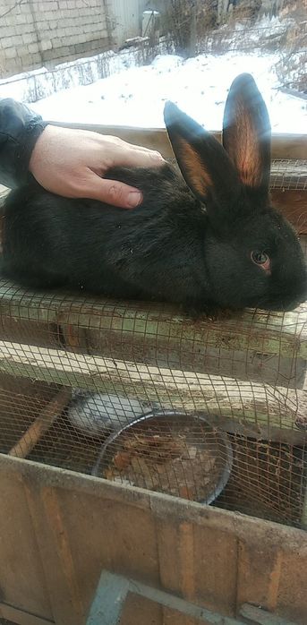 Кролики порода Flander