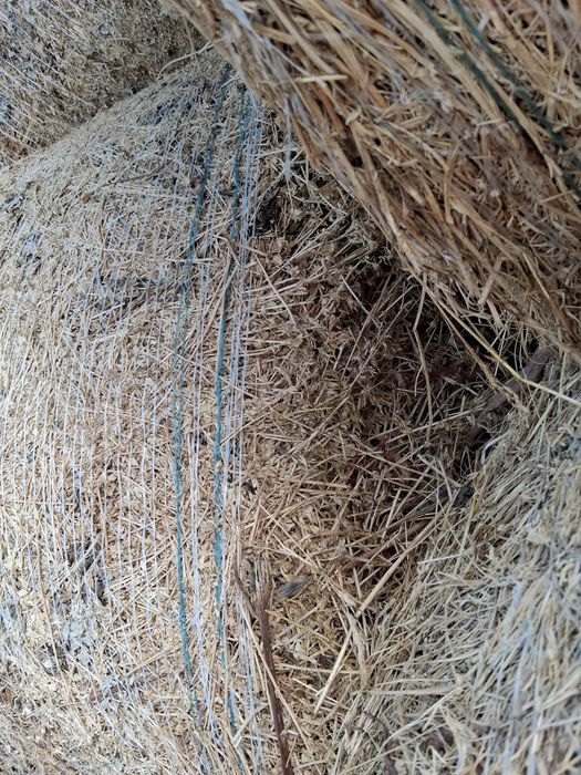 Baloți de lucernă.