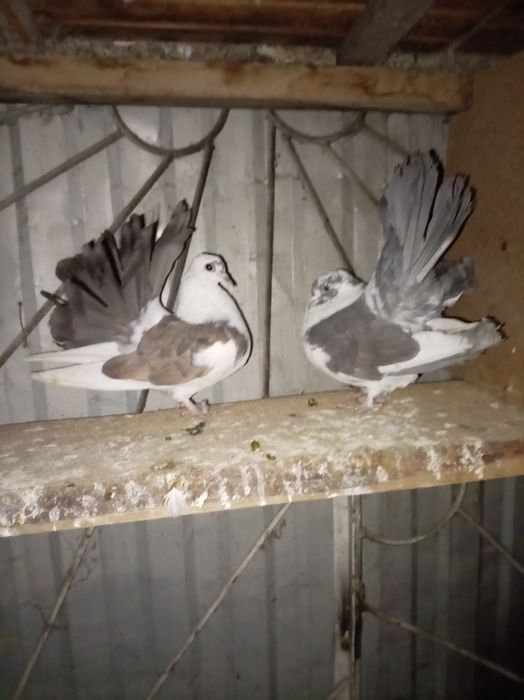 Голуби,кептер,павлины пара