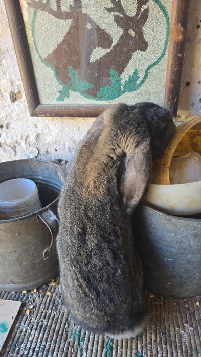 Vând femelă uriaș german fluture și berbec maturi