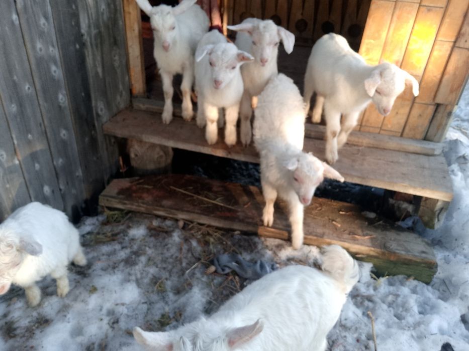 Зааненские козлята