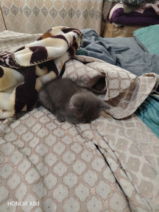 Котенок в добрые руки