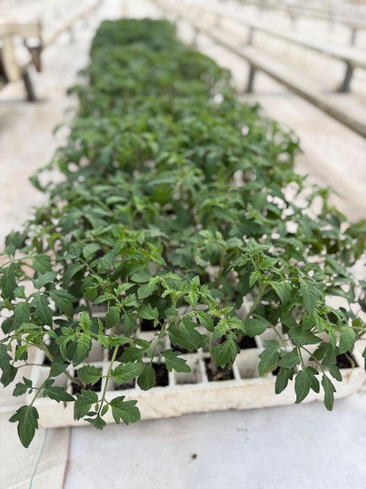 Рассада красного томата