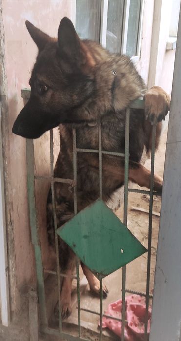 Немецкая овчарка кобель