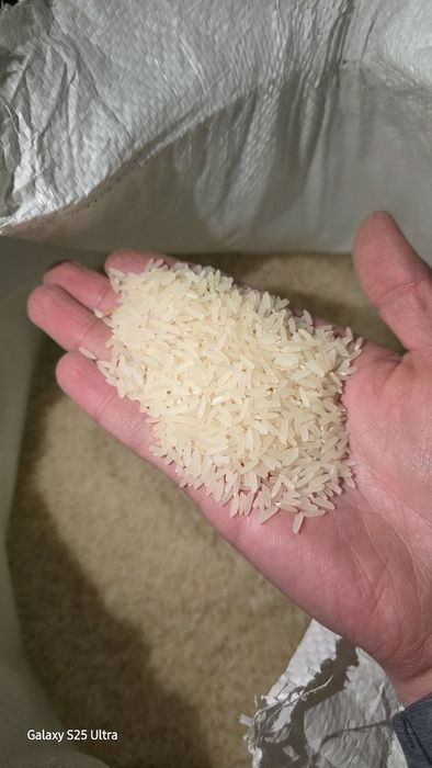 Сифатли хоразм лазер  гурунчи