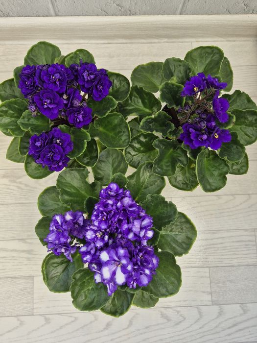 Продам фиалки к 8 марта