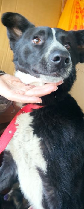 Собаки ищут дом и хозяев